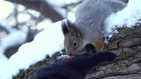 squirrel feeding in the snow