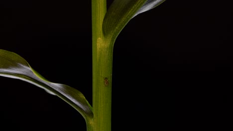 Close-up-of-a-ginger-plant-pseudostem-with-shiny-green-leaves,-alternate-in-two-vertical-rows