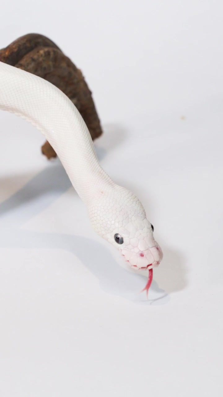 Un serpente bianco albino striscia su un ramo di legno su uno sfondo da studio bianco con un movimento fluido della telecamera.