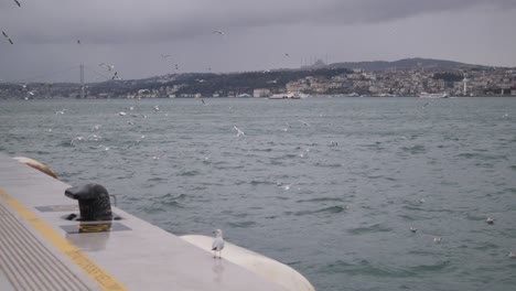 seagulls flying over the bosphorus in istanbul, turkey