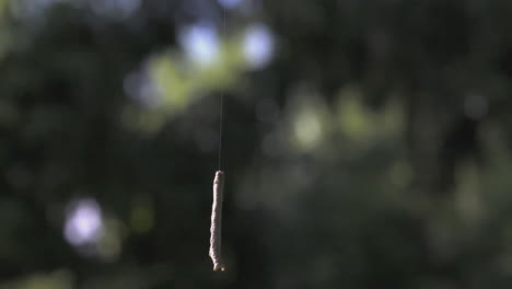 una pequeña rama colgando de una telaraña