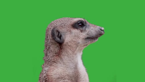 close up portrait of sweet meerkat in front of green screen