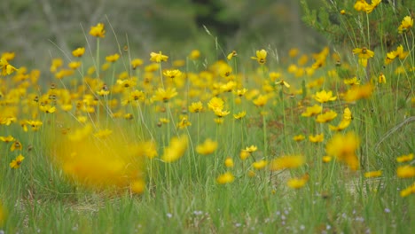 close up of wild lanceleaf tickseed flowers in gentle breeze, glide left