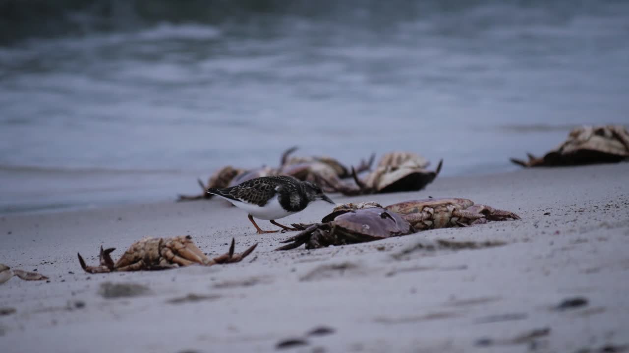 stint picoteando restos de cangrejo en una playa con olas en el fondo