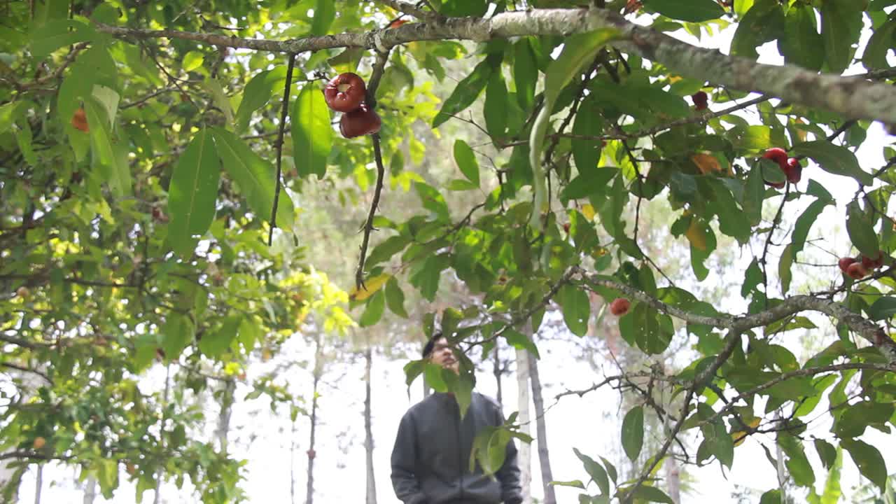 retrato de un hombre asiático disfrutando de una manzana de agua o syzygium samarangense del árbol