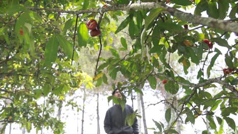 portrait-of-an-Asian-man-enjoying-a-water-apple-or-Syzygium-samarangense-from-the-tree