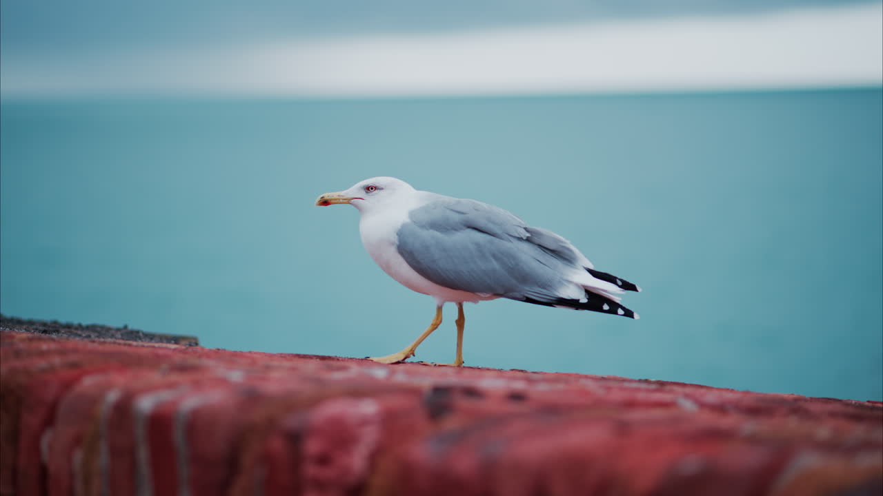 Nærbillede af en måge, der går, med et sløret syn af havet i baggrunden