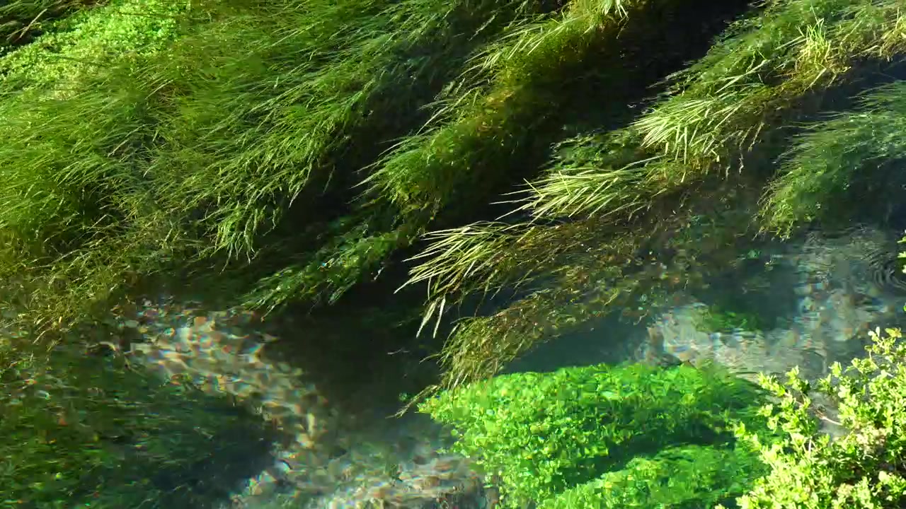 Ruscello poco profondo e cristallino che scorre tra fitta erba acquatica e vegetazione lussureggiante sotto la luce del sole