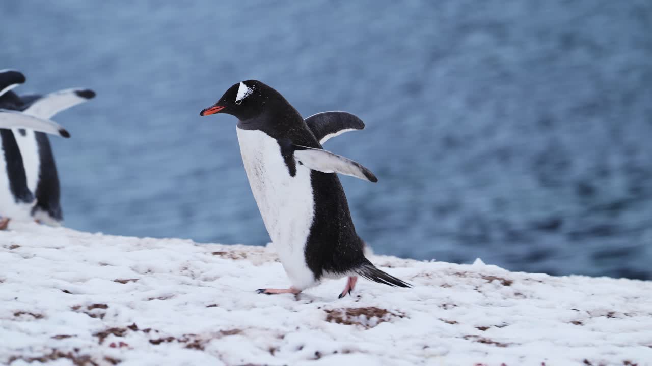 pingüino caminando sobre la nieve en la antártida, cámara lenta gentoo pingüino en la tierra nevada de invierno en el continente en la vida silvestre y los animales gira por la península antártica con escena nevada blanca
