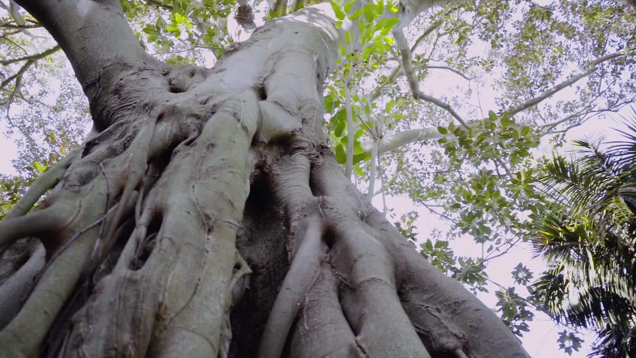 naturaleza luz del día campo hierba dejar hojas rama viaje soleado tronco árboles árbol viejo árbol verde trébol musgo rotación tiro