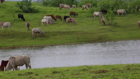 herd of zebu and a sheep grazing on riverbank