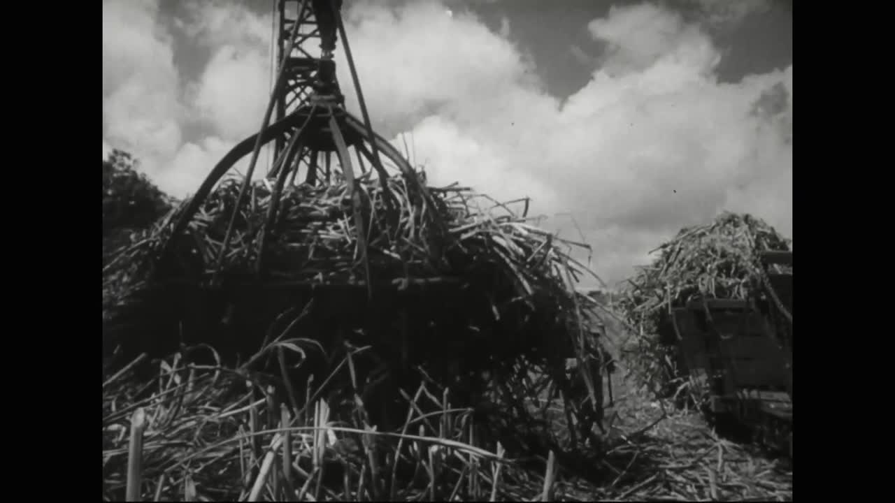 하와이는 파인애플과 사탕수수를 재배하며 20세기 농업 강국으로 발전
