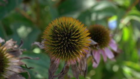 primer plano de flores de verano