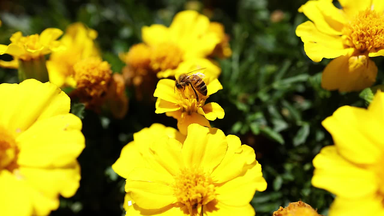 Ape che raccoglie nettare da fiori di calendula gialli