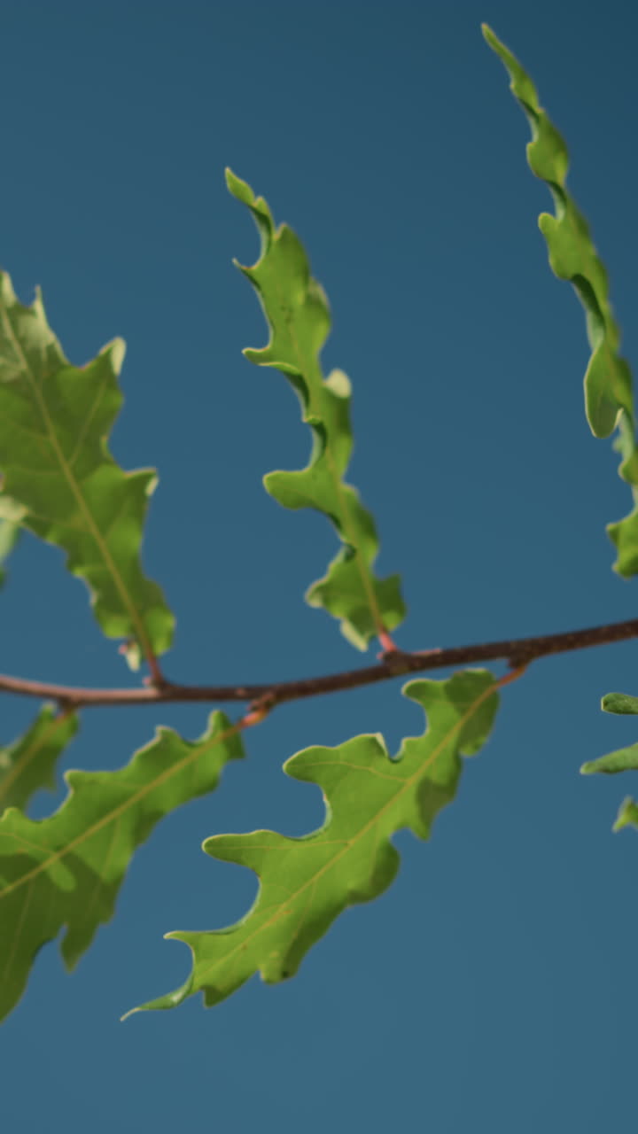 primer plano de hojas de roble verdes balanceándose suavemente en el viento con un cielo azul claro en el fondo, destacando el follaje fresco y el movimiento natural de las hojas en un entorno al aire libre pacífico
