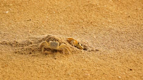 Two-sand-crabs-fighting-over-the-same-burrow