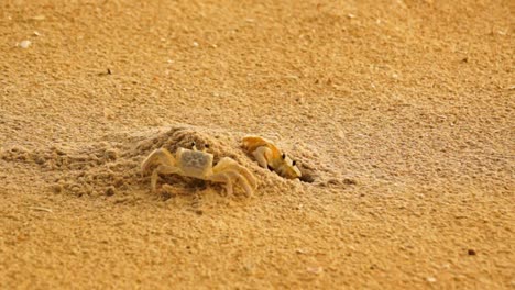 two sand crabs fighting over the same burrow