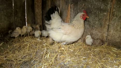 chickens baby mother chicken little chickens near the chicken chickens baby mother chicken little chickens near the chicken chicken on a poultry farm