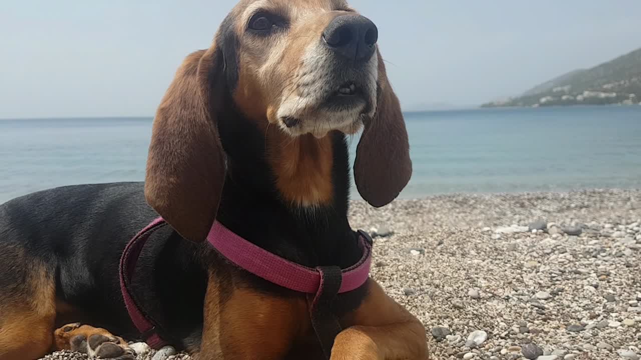 perro feliz en la playa posando con las piernas cruzadas y sentado de una manera linda.