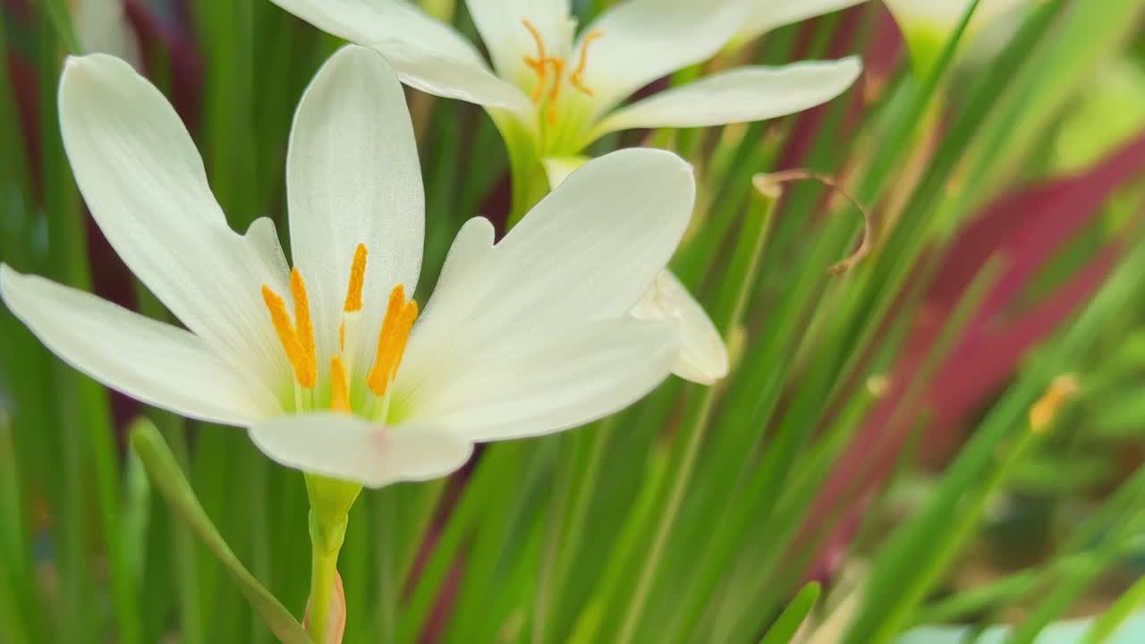 close-up of delicate white Rain Lilies (Zephyranthes candida), showcasing their star-shaped, pristine white petals and vibrant yellow-orange stamens