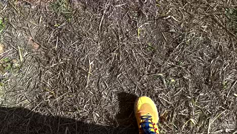 person walking on dry grass in sunlight