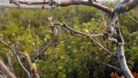 arctic tundra. arctic dwarf twisted birch betula nana, the dwarf birch, is a species of birch in the family betulaceae, found mainly in the tundra of the arctic region.