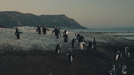 Penguins-on-coastline-at-sunrise