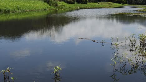 calm river scene with lush greenery reflections