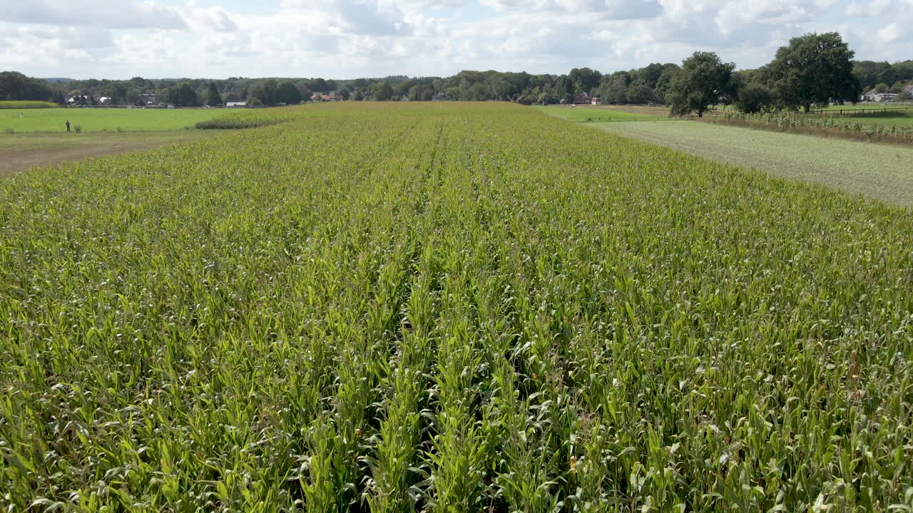 antena baja sobre un hermoso campo de trigo verde