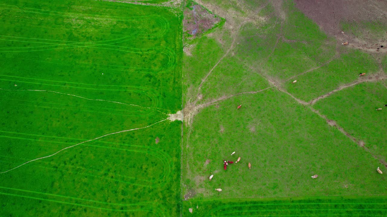 활기차고 활기찬 공중 촬영 가축이 평화롭게 울창하고 푸른 하워드 파 에서 먹이를 먹고 있습니다.