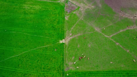 Vibrant-aerial-capturing-cattle-peacefully-grazing-in-lush,-green-Howard-PA-fields