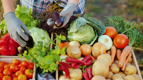 el vendedor en el mercado de agricultores coloca verduras en el mostrador