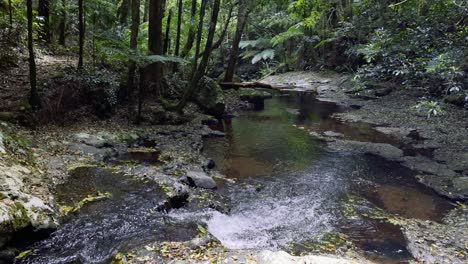 un arroyo que fluye en un entorno de selva tropical exuberante