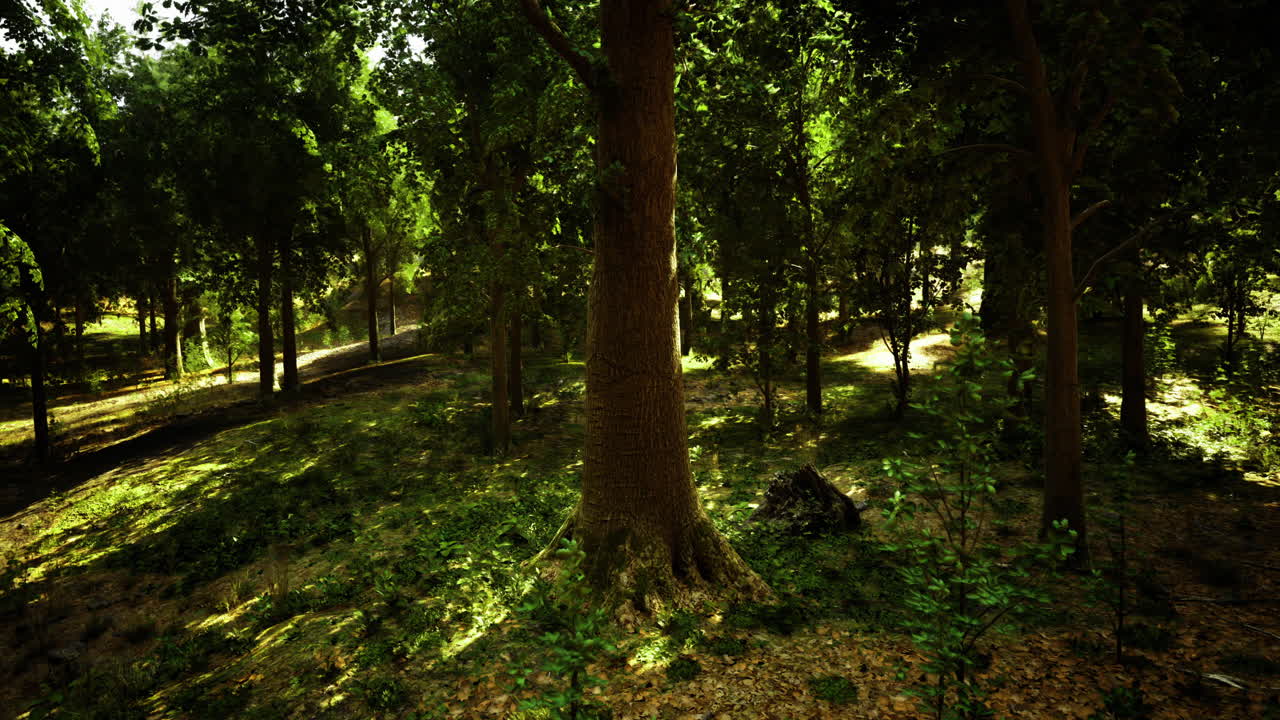 Lush forest landscape showcasing towering trees and sunlit pathways