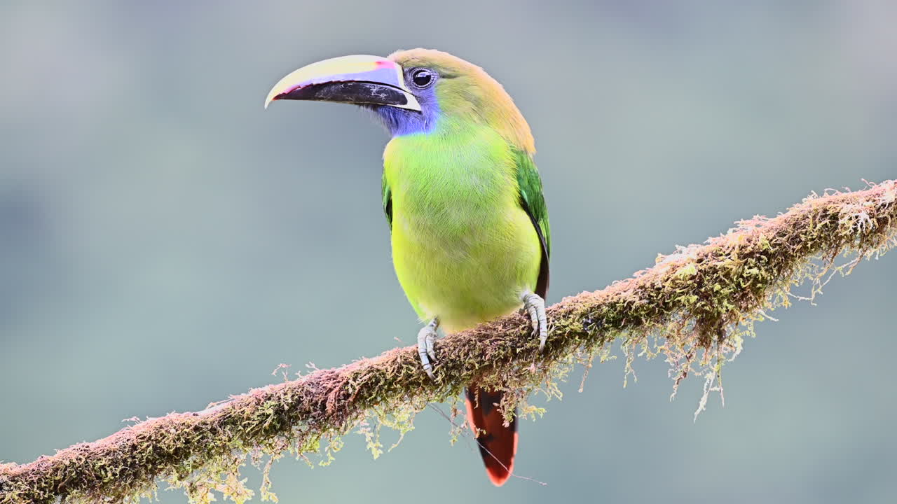 가지에 자리 잡은 에메랄드 toucanet