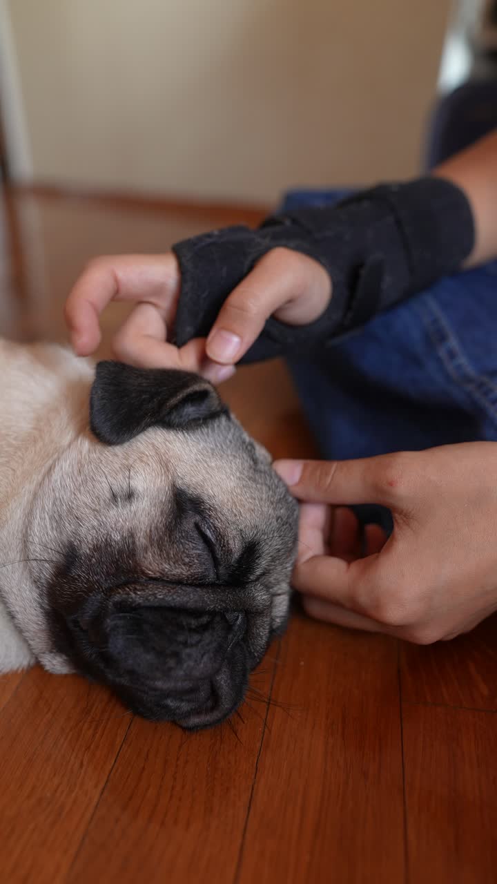 잠자는 파그 를 만지는 아이