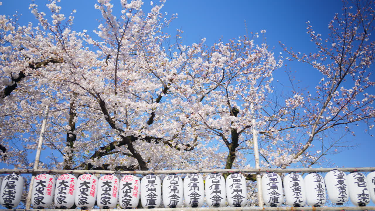 White paper lanterns with cherry blossoms on the background in the courtyard of the Senso-ji temple in Asakusa, Tokyo, Japan. Translation:" Emperor names"