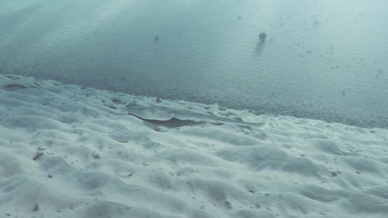 A juvenile Shovelnose Ray swims along the sandy ocean floor in search of food. Marine research video