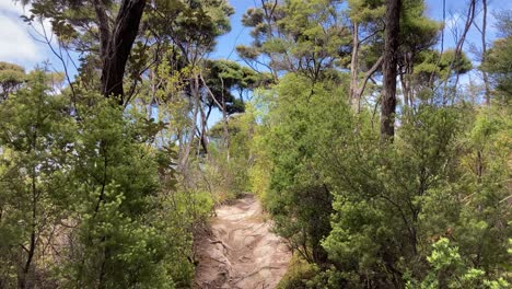 en la colina en el bosque