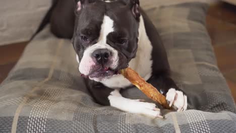 dog lying on cushion chewing pet treat indoor