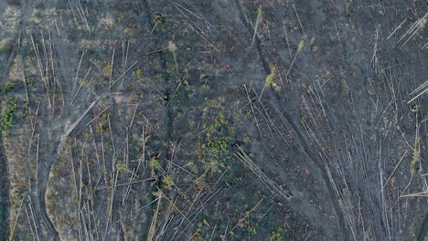 Deforestation-near-Witów-village,-Poland.-Top-down-shot