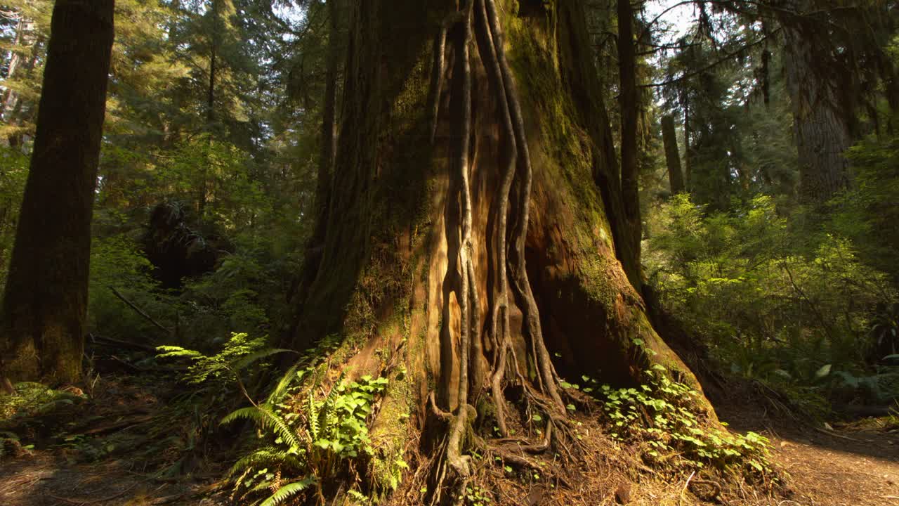 Drone video captures a majestic ancient tree trunk in a dense forest, bathed in soft sunlight, highlighting its textured bark and vibrant greenery. Aerial footage offers a serene, timeless mood