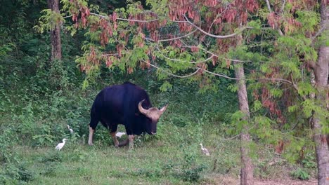 el gaur o el bisonte indio es un animal masivo como el bovino existente más grande encontrado en el sur y sureste de asia que está clasificado como vulnerable debido a la pérdida de hábitat y la caza