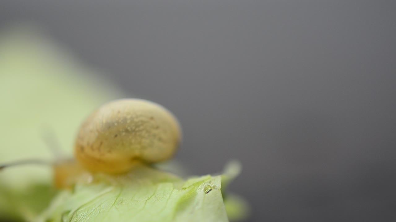 Little garden snail. Lettuce leaves and snail
