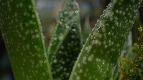 Vista-De-Lente-Macro-De-Planta-Verde-Con-Condensaciones-Y-Video-Empujando-Para-Enfocar