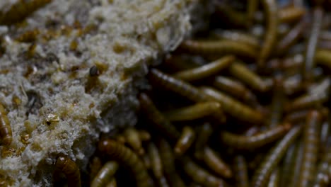 the mealworm is a species of darkling beetle used to feed pets like fish, snakes, birds, and frogs