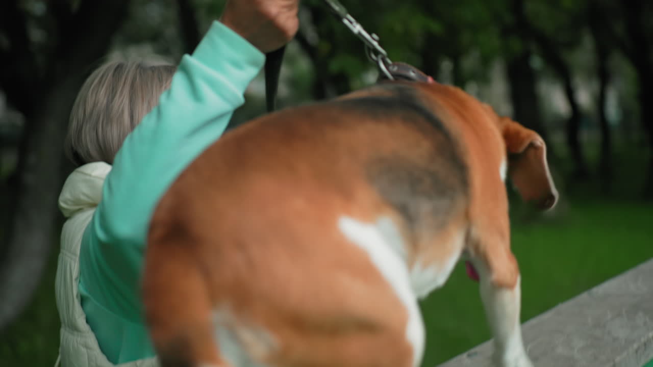 Dog trainer carefully guiding akita dog up wooden ramp using tether robe during outdoor training session in grassy park focusing on coordination balance obedience patience under green environment