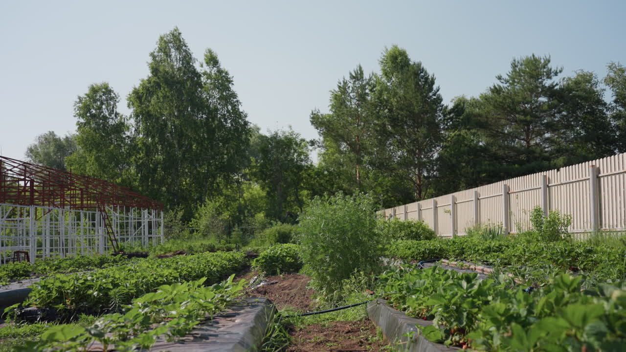 rear view of farmer walking toward farm carrying wooden crate while wiping sweat from forehead, green plants and metal frame structure in background on sunny day