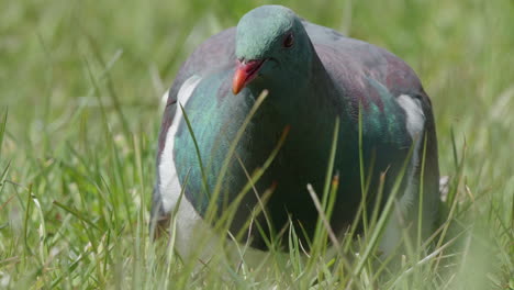 New-Zealand-Pigeon,-Kereru-In-Grassland---Close-Up