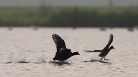 Coots-running-on-water,-flapping-wings-energetically-in-a-lively-display-at-a-lake